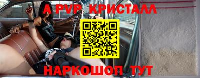 гашик Кингисепп
